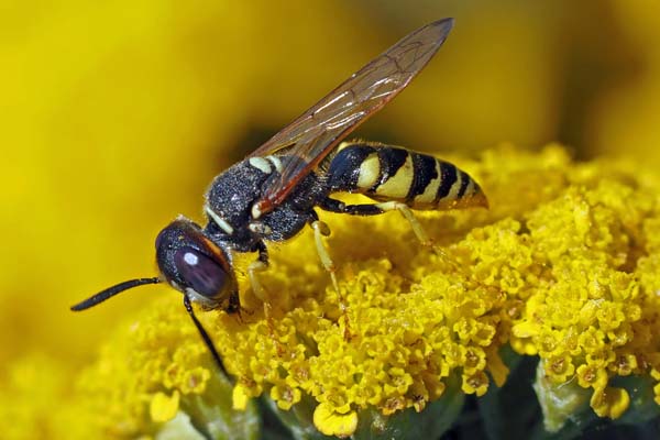 Der Stich einer Wespe kann eine heftige allergische Reaktion hervorrufen
