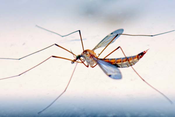 Tipps vom Hautarzt helfen, sich vor Mücken zu schützen.